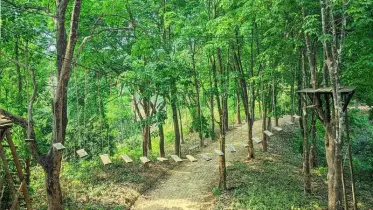 পরিবেশ রক্ষায় অনন্য অবদান, মানিকছড়ি পেল সেরা স্বীকৃতি