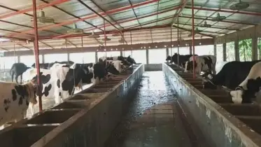 ঈদুল আজহা উপলক্ষে দৌলতপুরে প্রস্তুত ৪৭ হাজার পশু, আশাবাদী খামারিরা