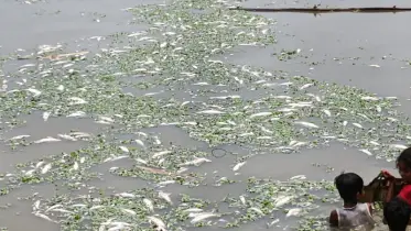 রাজবাড়ীতে পুকুরে বিষ: মাছ নয়, মরেছে স্বপ্ন!