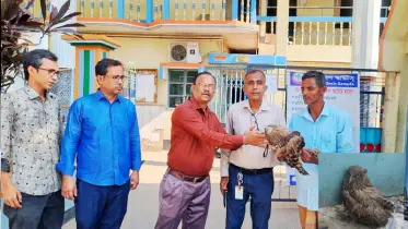 মীরসরাইয়ে বিরল প্রজাতির পেঁচা উদ্ধার