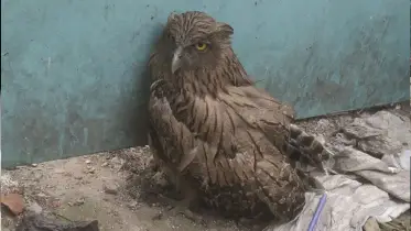 মীরসরাইয়ে বিরল প্রজাতির পেঁচা উদ্ধার