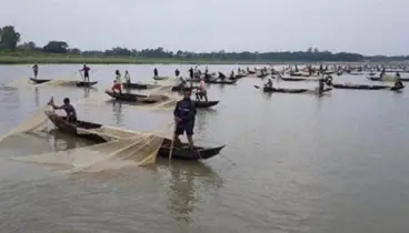 হালদায় ডিম ছেড়েছে মা মাছ