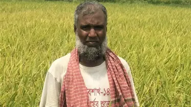 প্রথমবার ব্রি-১০৪ জাতের ধান চাষ করে বাজিমাত করলেন কৃষকরা