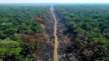 আমাজন অরণ্য: পৃথিবীর শ্বাসযন্ত্র আজ হুমকির মুখে