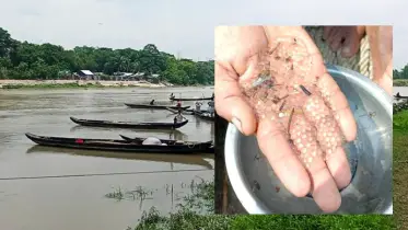 হালদা নদীতে ডিম ছেড়েছে কার্প জাতীয় মা মাছ
