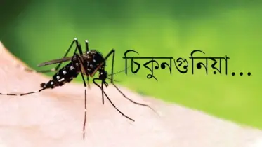 চিকুনগুনিয়া প্রতিরোধে আজই যেসব কাজ শুরু করতে হবে