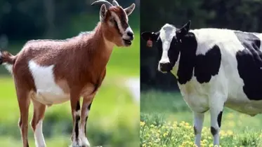 একা ছাগল কোরবানি দেওয়া উত্তম নাকি শরিকে গরু?