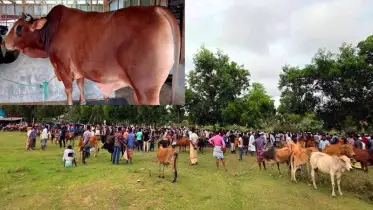 কলাপাড়ায় চাহিদার চেয়ে দুই হাজার বেশি প্রস্তুত কোরবানির পশু