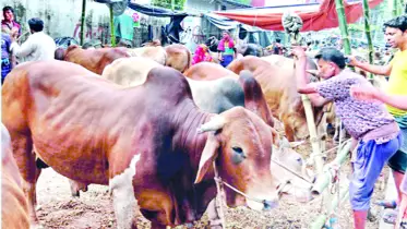 কোরবানি ঈদে অর্থনীতি