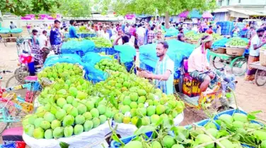 ৫৪ কেজির ‘মণে’ জিম্মি আমচাষিরা