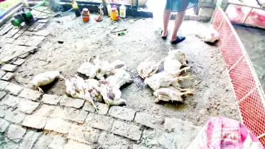 কুড়িগ্রামে হিটস্ট্রোকে মরছে মুরগি