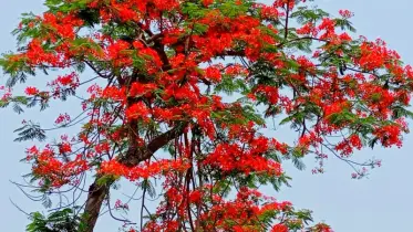 কৃষ্ণচূড়ার রঙে রঙিন প্রকৃতি: গ্রীষ্মের খরতাপেও চোখজুড়ানো শান্তি