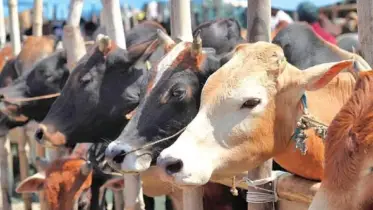 আখাউড়ায় ঈদে পশুর হাট বসবে ৫টি
