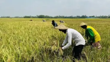 ধান ঘরে না ওঠা পর্যন্ত কর্মকর্ত-কর্মচারীদের ছুটি বাতিল