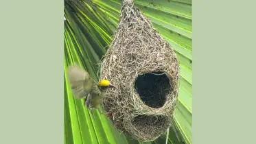 বিলুপ্তির পথে বাসা তৈরির নিখুঁত কারিগর বাবুই পাখি