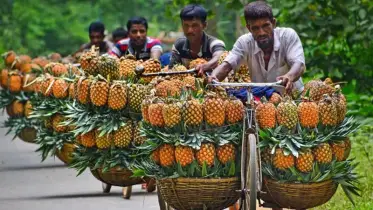 আনারসের রাজধানী মধুপুর!