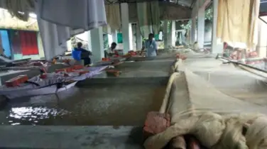 এবার হালদা থেকে রেকর্ড পরিমাণ ডিম সংগ্রহ