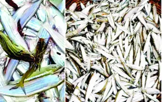 কীটনাশক ব্যবহারে স্বাভাবিক প্রজনন ও বংশবিস্তার হুমকিতে