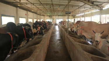 ব্রাহ্মণবাড়িয়ায় প্রস্তুত ১ লাখ ৩৫ হাজার পশু