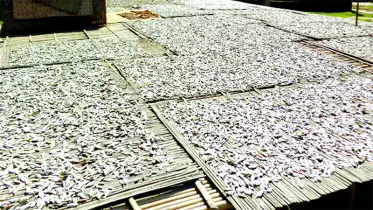 জলাশয়ে মাছ সংকট, বিপাকে শুঁটকি উৎপাদনকারীরা