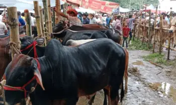 কেরানীগঞ্জ পশুর হাট ক্রেতাশূন্য, হতাশ ব্যবসায়ীরা