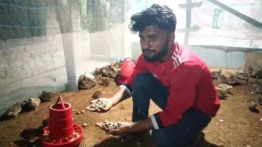 কোয়েল পাখির ডিম বিক্রি করেই স্বাবলম্বী সাইফুল