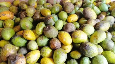 কানসাট থেকে পচা আম কিনছে নামিদামি জুস কোম্পানি