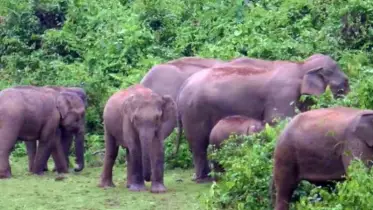 শেরপুরের গারো পাহাড়ে হাতির হানা: পর্যটনের উত্তাপ, বনবাসীর দীর্ঘশ্বাস
