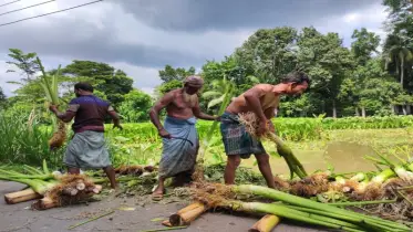 মীরসরাইয়ে কচু আবাদে স্বাবলম্বী শতাধিক কৃষক