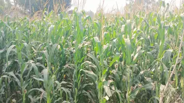 মতলবে ভুট্টা চাষে ঝুঁকছে কৃষকরা