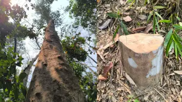 লাউয়াছড়া জাতীয় উদ্যান থেকে মূল্যবান আগর গাছ চুরি