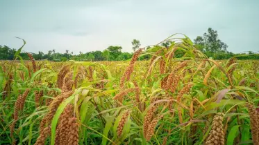 বিলুপ্তির পথে শখের ফসল ‘কাউন’