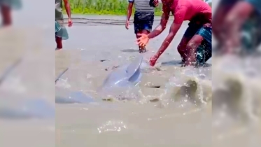 নিঝুমদ্বীপে জোয়ারের পানিতে ভেসে এলো ডলফিন