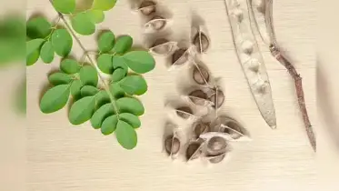প্রতিদিন চুল পড়ে যাচ্ছে? এক চামচেই সমাধান!
