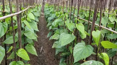 কালিগঞ্জে পান চাষে আগ্রহ বাড়ছে কৃষকদের