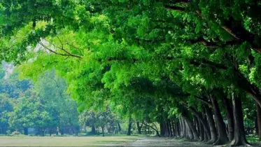 পরিকল্পিত বনায়ন করি, সবুজ বাংলাদেশ গড়ি