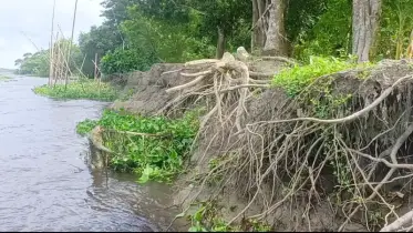 চাঁদপুরে অসময়ে ডাকাতিয়া নদীর ভাঙন, আতঙ্কিত হাজারো পরিবার
