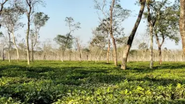 সেপটিক ট্যাংকের বিষক্রিয়ায় ৪ চা শ্রমিকের মৃত্যু