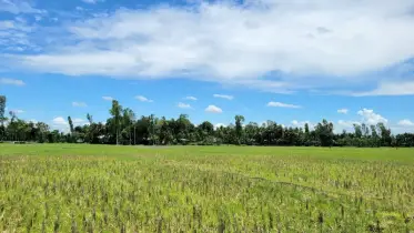 ফুলবাড়ীতে ভরা বর্ষাকালে খরা, হালচাষ করতে না পেরে দুশ্চিন্তায় চাষিরা