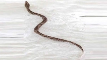 সাপ দিবস: রাসেল ভাইপার এবং ফরিদপুরের আতঙ্ক