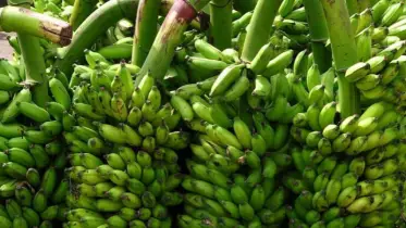 সবচেয়ে বেশি কলা উৎপাদন করে যে দেশ