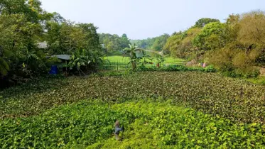 দখল-দূষণে হারিয়ে যাচ্ছে কুষ্টিয়ার ঐতিহ্যবাহী হিসনা নদী