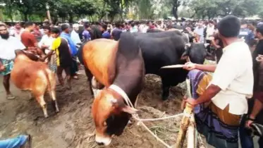 সৈয়দপুরের জমে উঠেনি কুরবানির পশুর হাট অপেক্ষায় খামারিরা