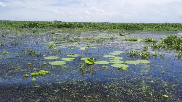 রূপপাথারে নৈসর্গিক রূপের খনি চান্দার বিলের রূপ