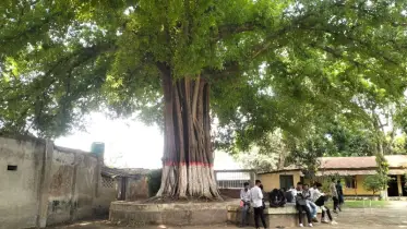 রাজশাহীতে ৩০০ বছরের পুরোনো ’অচিন বৃক্ষ’