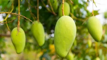 স্বাদ নয়, সুস্থতাই গুরুত্বপূর্ণ! আম পান্নায় যা দেবেন না