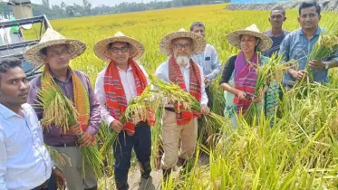 ঠাকুরগাঁওয়ে সমলয় পদ্ধতিতে বোরো ধান কাটা উৎসব
