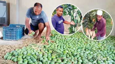 মীরসরাইয়ে ১৮৫ হেক্টর জমিতে আমের আবাদ, ভালো ফলনে খুশি মালিকরা