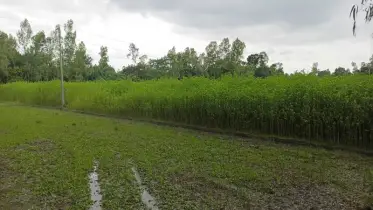 ফুলবাড়ীতে সোনালি আঁশে লাভের আশায় কৃষকরা