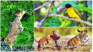 জীববৈচিত্র্য রক্ষা